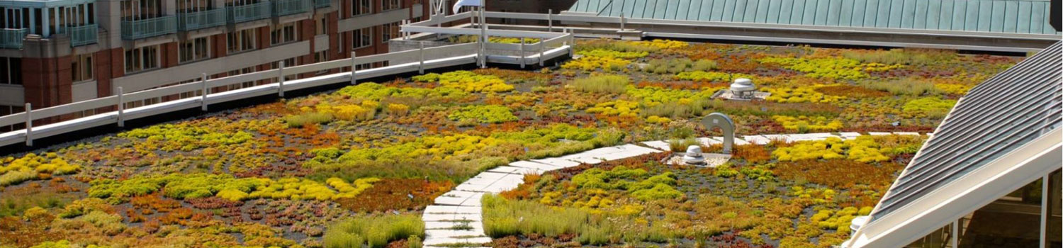 green roof